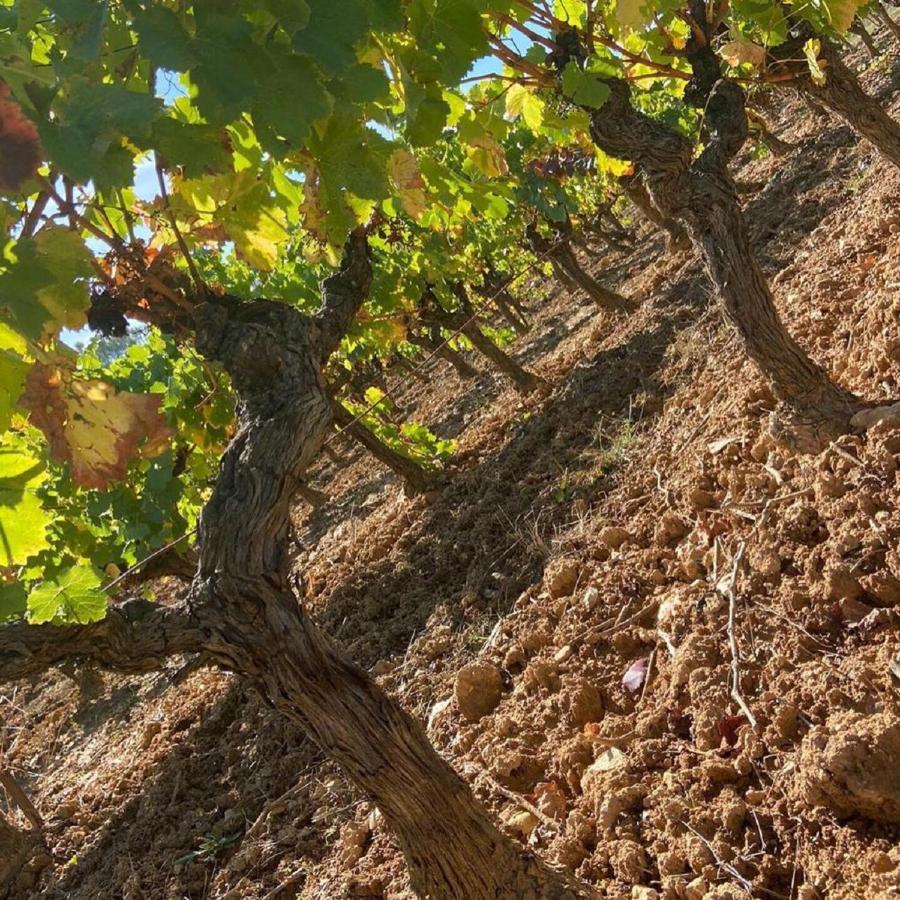 Domaine Le Petit Hameau Aparthotel Cotignac Kültér fotó